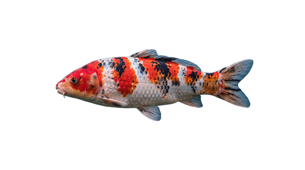 Carpa Koi che nuota
